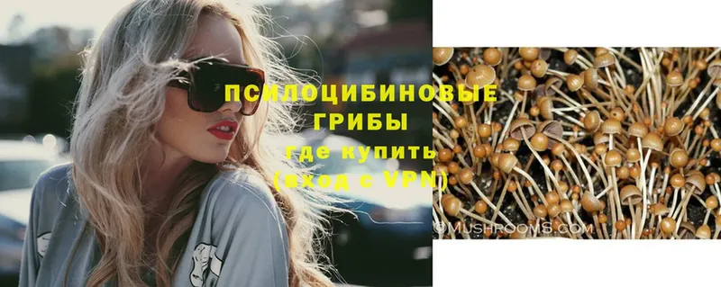 где купить наркотик  Ковылкино  Галлюциногенные грибы Psilocybe 